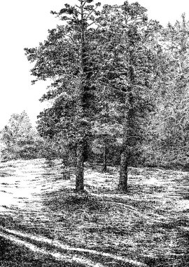 Rus doğa 017