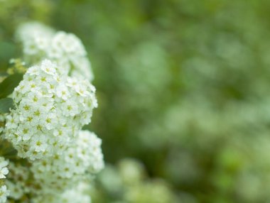 Kartopu çiçeği çiçek