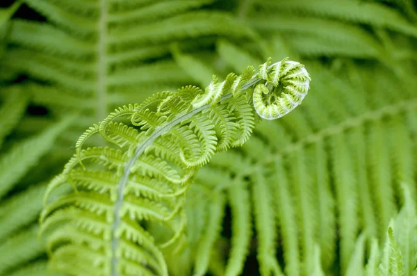 Fern frond B — Stock Photo, Image