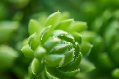 Sempervivum01