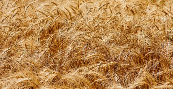 Buğday tarlası01 — Stok fotoğraf