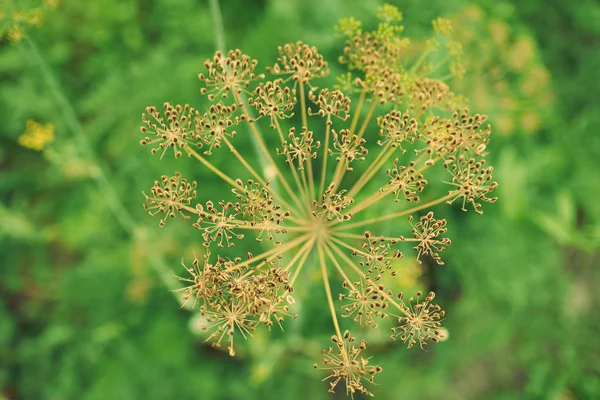 Dill04 — Stockfoto