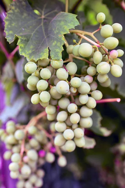 Grape02 — Stock Photo, Image