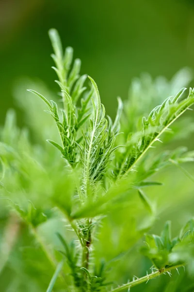 Brennnessel — Stockfoto