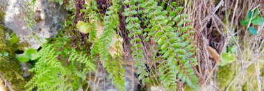 Panoramik görünümde eğrelti otları