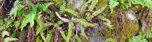 Ferns in panoramic view — Stock Photo, Image