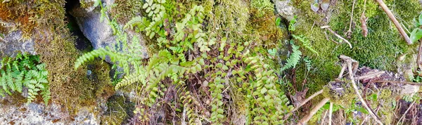 Ferns in panoramic view — Stock Photo, Image