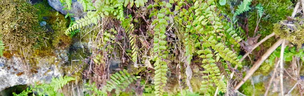 Ferns in panoramic view — Stock Photo, Image