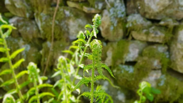 Entwicklung von Farnen im Frühling — Stockfoto