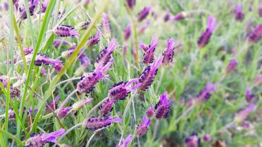 Lavandula estoechas çiçek