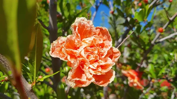 İlkbaharda nar çiçeği