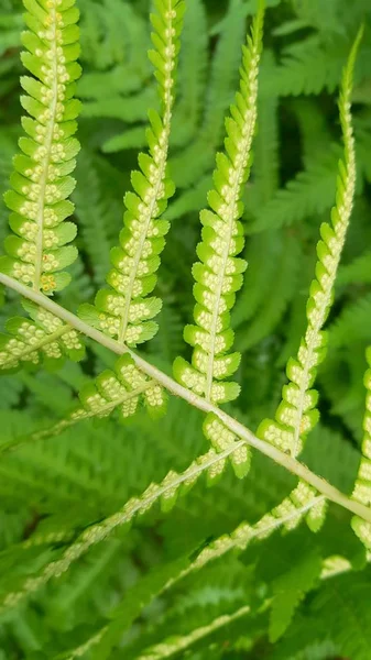 Young ferns near a stream — 스톡 사진