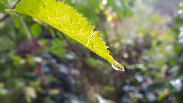 Wassertropfen Auf Blättern Mit Unkonzentriertem Hintergrund — Stockfoto