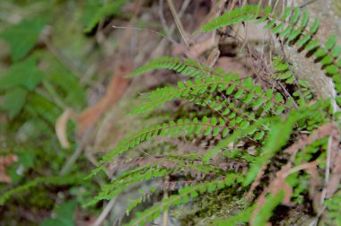 eğreltiotu yaprakları