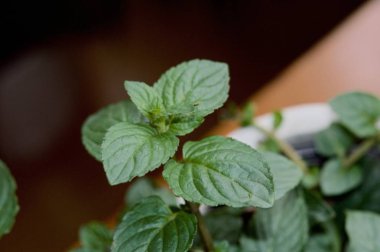 Makro görünümde nane yaprakları