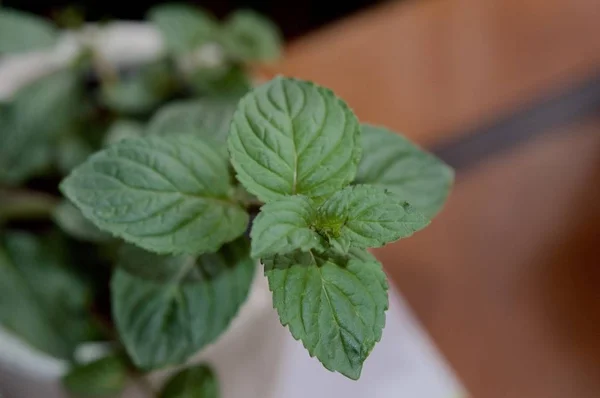 Mint leaves in macro view — Stock Photo, Image