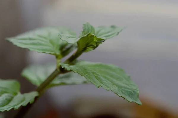 Mint leaves in macro view — Stock Photo, Image