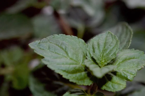 Mint leaves in macro view — Stock Photo, Image