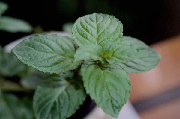 Mint leaves in macro view — Stock Photo, Image