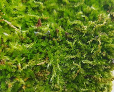 Sonbaharda bir ağaç gövdesinde yosun.