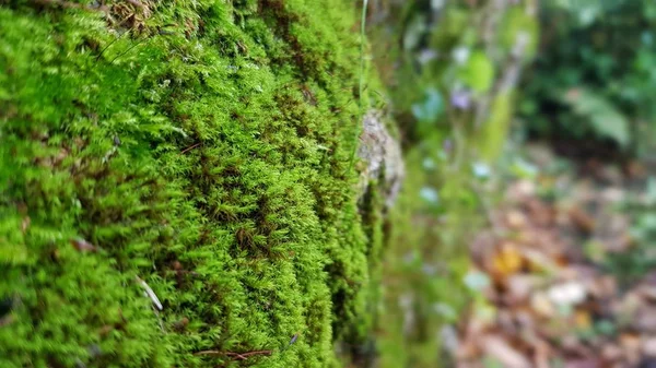 Moss on a tree trunk in autumn — Stock Photo, Image