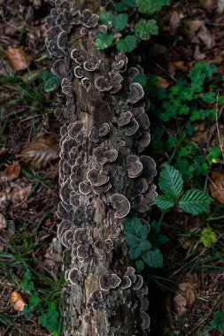 Sonbahar Orman fotoğraf. Grup eski günlüğü üzerinde kahverengi mantar