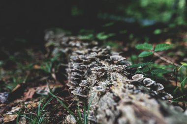 Sonbahar Orman fotoğraf. Grup eski günlüğü üzerinde kahverengi mantar