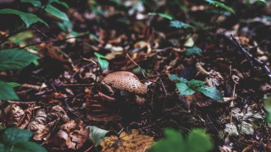 Fotoğraf üzerinde yeşil yosun ormandaki küçük mantar.