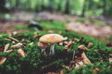 Fotoğraf üzerinde yeşil yosun ormandaki küçük mantar.