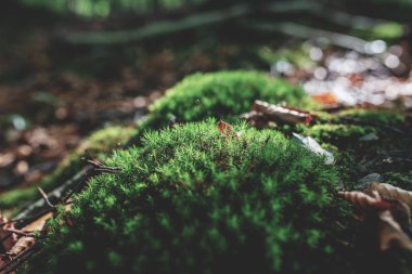 Yosunlu yeşil çayır güneş ışığı ile sonbahar ormandaki fotoğrafı