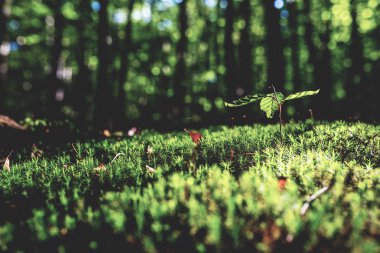 Tazelik, yeşil yosun ve büyüyen yaprak, seçici odak