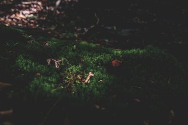 Yosunlu yeşil çayır güneş ışığı ile sonbahar ormandaki fotoğrafı