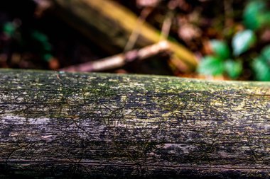 fotoğraf arka plan olarak orman ile eski paslı günlüğü