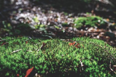 Yosunlu yeşil çayır güneş ışığı ile sonbahar ormandaki fotoğrafı