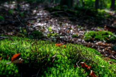 Yosunlu yeşil çayır güneş ışığı ile sonbahar ormandaki fotoğrafı