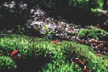 Yosunlu yeşil çayır güneş ışığı ile sonbahar ormandaki fotoğrafı