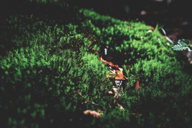 Yosunlu yeşil çayır güneş ışığı ile sonbahar ormandaki fotoğrafı