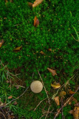 Fotoğraf üzerinde yeşil yosun ormandaki küçük mantar. Üstten görünüm.
