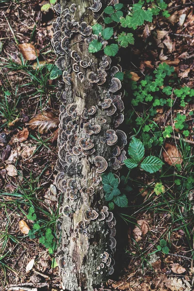 Foto Hösten Skogen Grupp Bruna Svampar Gamla Loggen — Stockfoto