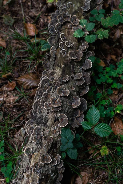 Foto Des Herbstwaldes Gruppe Brauner Pilze Auf Dem Alten Baumstamm — Stockfoto