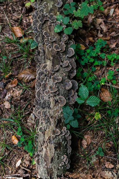 Foto Della Foresta Autunnale Gruppo Funghi Marroni Sul Vecchio Tronco — Foto Stock