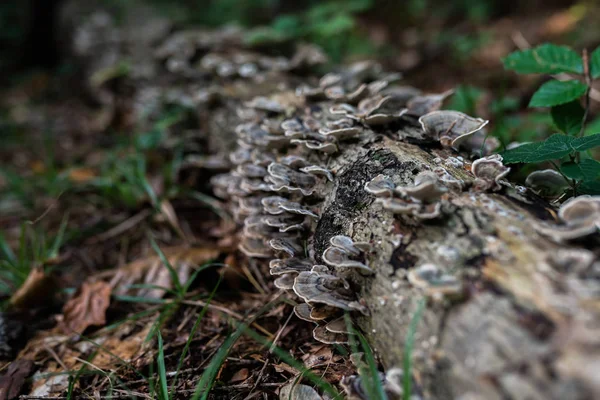 Photo Forêt Automne Groupe Champignons Bruns Sur Vieux Tronc — Photo