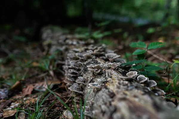 Foto Della Foresta Autunnale Gruppo Funghi Marroni Sul Vecchio Tronco — Foto Stock