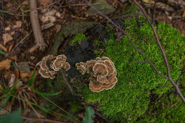 Foto Autumn Forest Grupo Setas Marrones Tronco Viejo Con Musgo —  Fotos de Stock