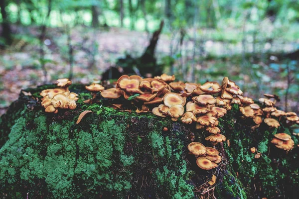 Fotografie Podzimní Les Skupina Oranžové Žluté Hub Staré Log — Stock fotografie