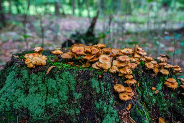 Foto Hösten Skogen Grupp Orange Och Gula Svampar Gamla Loggen — Stockfoto