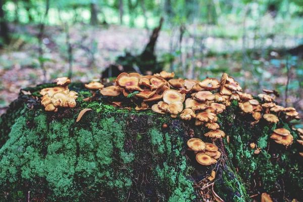 秋天森林的照片 老原木上的橙色和黄色蘑菇组 — 图库照片