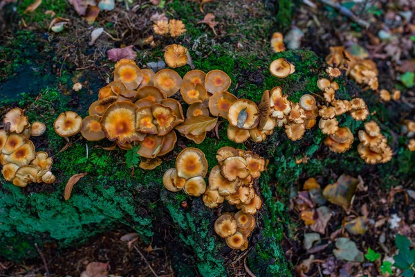 秋天森林的照片 老原木上的橙色和黄色蘑菇组 — 图库照片