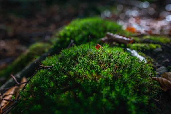 Yosunlu Yeşil Çayır Güneş Işığı Ile Sonbahar Ormandaki Fotoğrafı — Stok fotoğraf