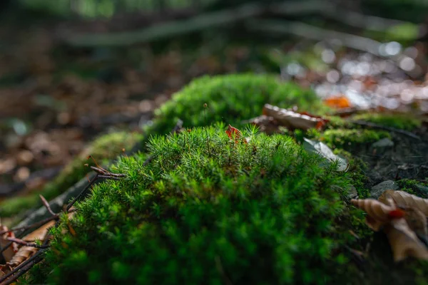 Foto Mossy Pradera Verde Bosque Otoño Con Luz Del Sol —  Fotos de Stock